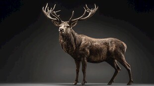 雄性大角鹿 身姿挺拔