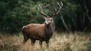 森林中的雄伟雄鹿