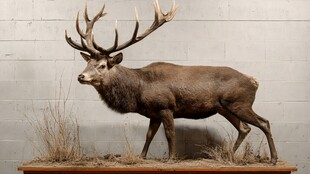 雄鹿标本展示 尽显野性魅力