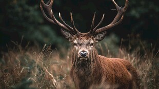 森林中的雄伟雄鹿