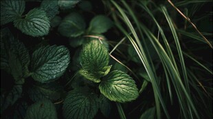 清新薄荷叶与野草特写