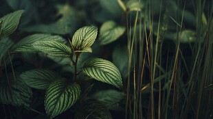 翠绿叶片的自然清新景致