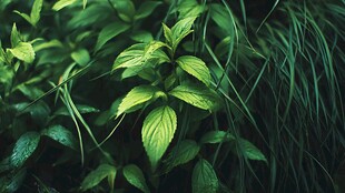 翠绿清新的蓬勃植物世界