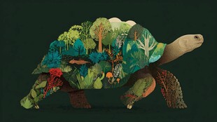 龟背藏丛林 奇幻自然景