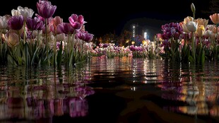 夜下郁金香花海的梦幻倒影