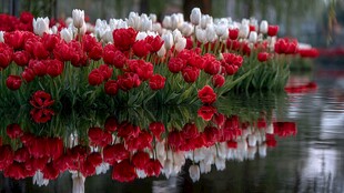 红白郁金香倒映水中美景
