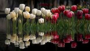 水中多彩郁金香倒影之美