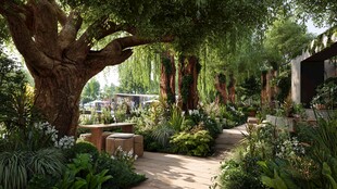 幽静花园中大树下的闲适景致