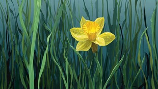 水中绽放的黄色水仙花
