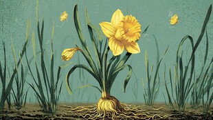 绽放的黄水仙与翠绿草丛