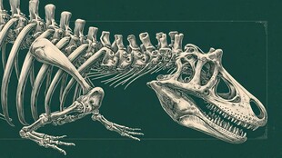 恐龙骨骼化石艺术展示图
