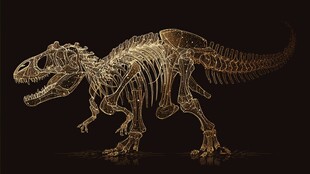 恐龙骨架模型 精致展示