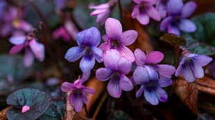 紫花绽放的自然之美