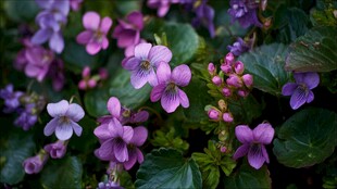 紫花绿叶 清新自然花卉