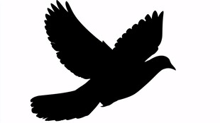 飞翔的鸽子剪影