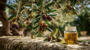 橄榄树上果实与罐中橄榄油