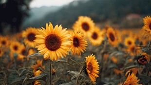 灿烂向日葵花海