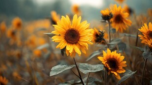 向阳而生的灿烂向日葵