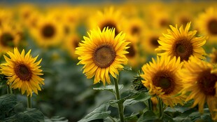 灿烂向日葵花海