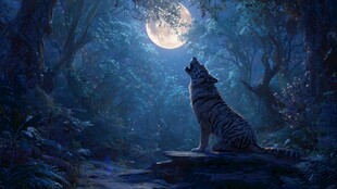 月夜下孤狼对月长嚎