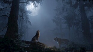 月夜森林中的狼与虎