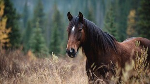 旷野中的棕色骏马