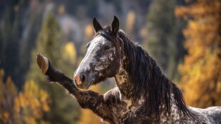 骏马扬蹄于秋日山林间
