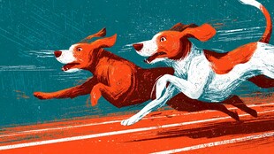 两只狗狗赛场奋力奔跑