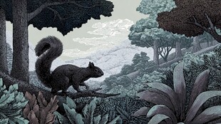 松鼠漫步于繁茂森林间