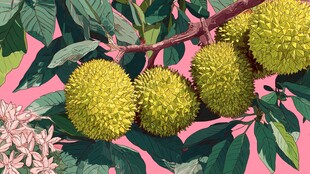 枝头榴莲 绿叶相伴