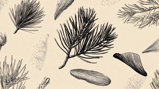 手绘松枝松果植物图案