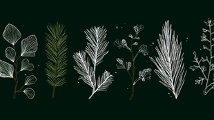 手绘植物枝叶集合