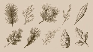 手绘植物枝叶与松果图案