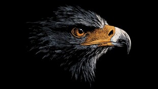 黑羽金喙鹰的霸气侧颜