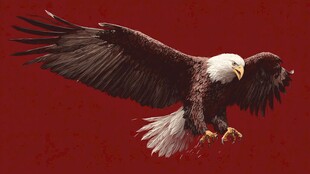 展翅雄鹰于红背景翱翔