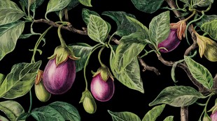 枝头紫茄绿叶相伴