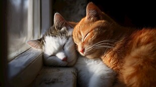 窗边依偎的两只猫咪