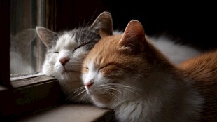 窗边双猫惬意共眠