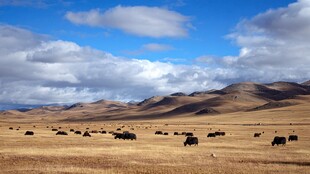草原牦牛群与壮丽山川