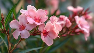 娇艳夹竹桃绽放的美丽瞬间