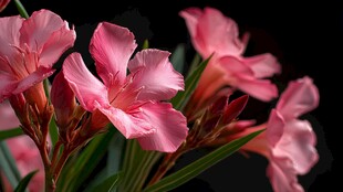 娇艳夹竹桃绽放美丽瞬间