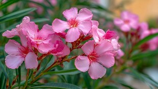 娇艳夹竹桃绽放美好瞬间