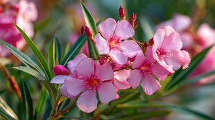 娇艳夹竹桃绽放美丽瞬间