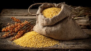 麻袋中的金黄小米及穗子