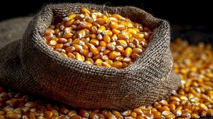 麻袋装的饱满金黄玉米粒