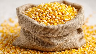 麻袋中的饱满金黄玉米粒