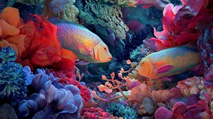 绚丽海底双彩鱼与珊瑚