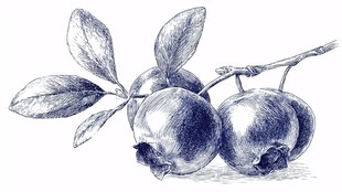 手绘蓝莓果枝图