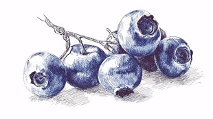 手绘蓝莓静物图