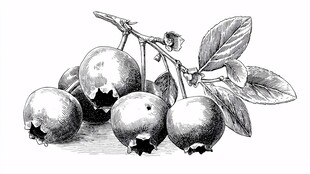 手绘蓝莓果实与枝叶图